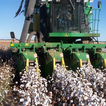 14-Cotton-Picking
