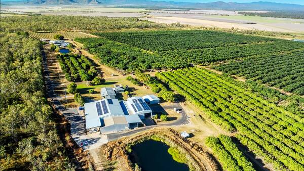 Price tag of $6.55m for horticulture farms in Atherton Tablelands