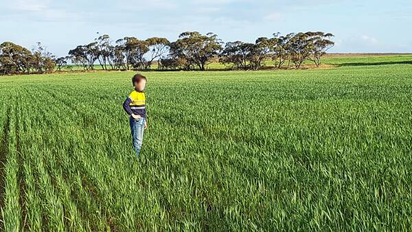 Price slashed on large-scale organic farm in the Murray Mallee