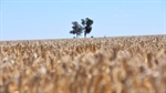 Grain boom in WA rolls on as total production record is shattered again